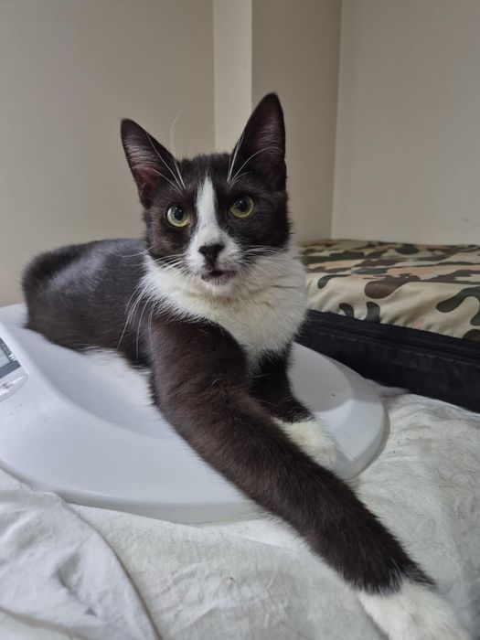 Turbo miziak Dexter, po kastracji, 10 miesiecy