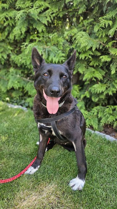 Sonia,suczka w typie owczarka szuka domu