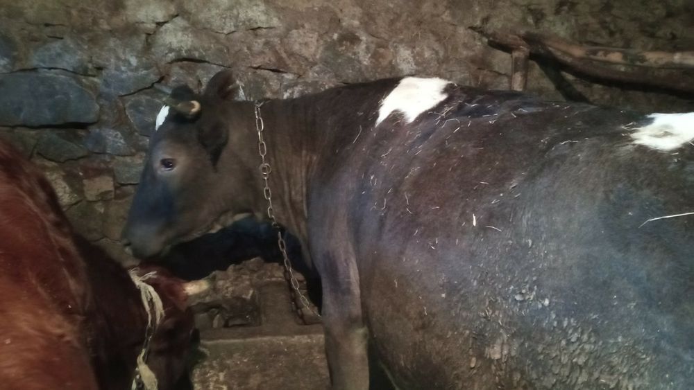 Продам тільну корову