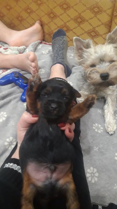 Вязка , случка Йорка