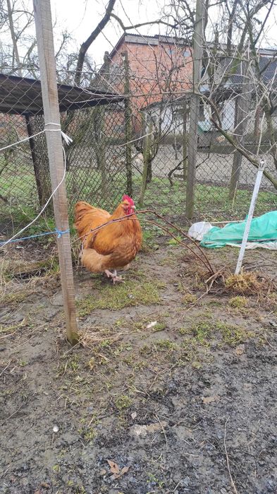 Продам курей Орпінгтонів і інкубаційних яєць.