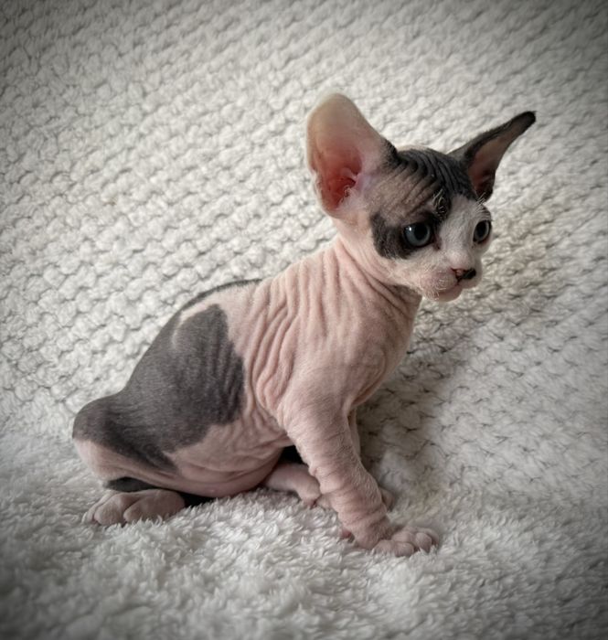 BARON - dostojny, uroczy kocurek  DevonRex