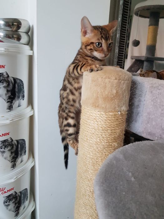 Kocurek Bengalski