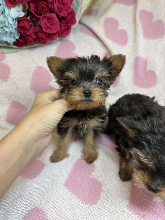 Дуже гарні міні йорки