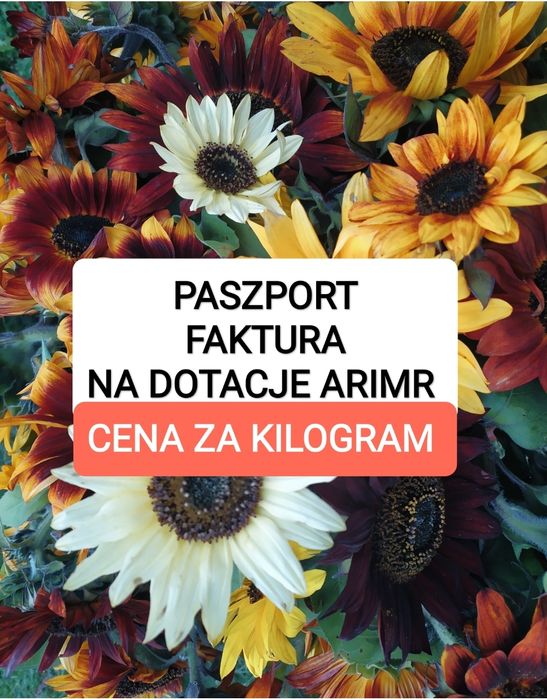 Słonecznik ozdobny nasiona paszport faktura