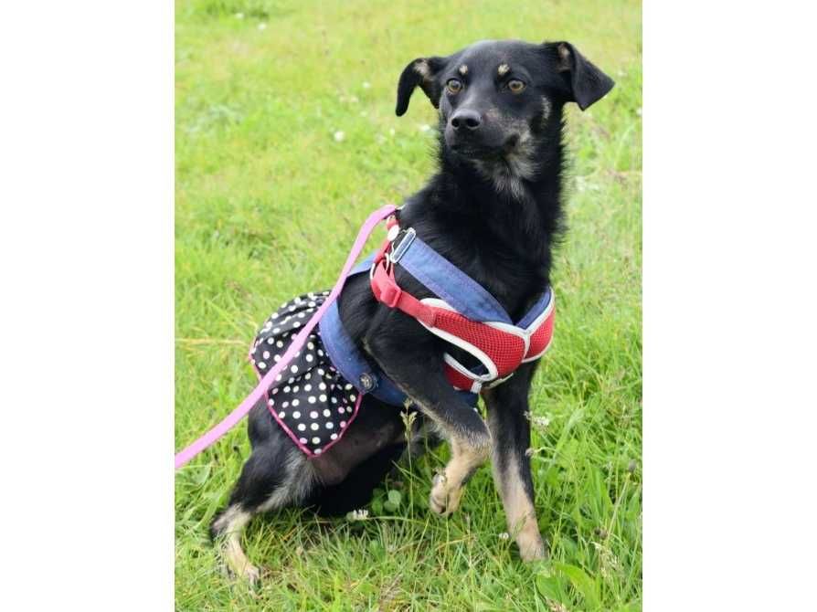 Nieduża (8kg), PRZYJAZNA, delikatna suczka