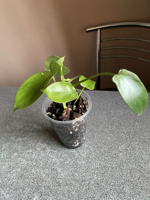 Фікус Амстел кінг/Строманта/Філодендрон