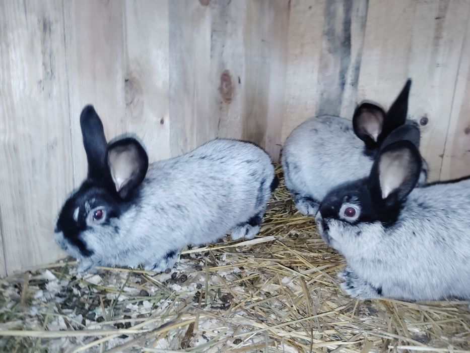 Wjs 7 tyg same samce