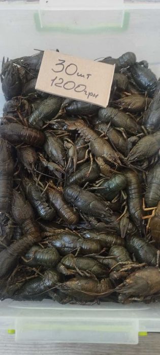 Раки живые, речные и варенные