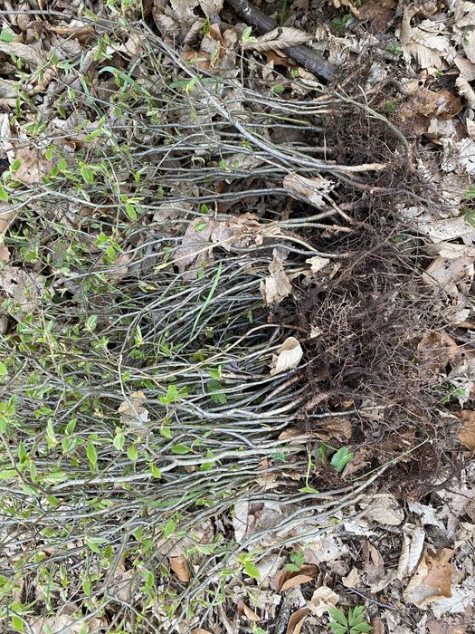 Sadzonki grab - 200 sztuk