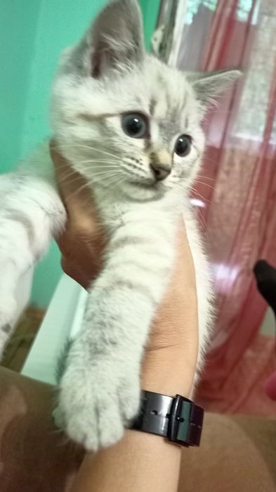 продам шотландських кошенят
