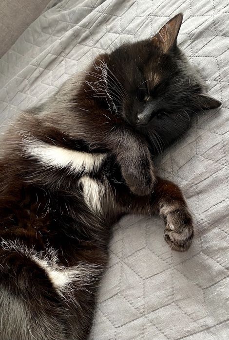 Киця у добрі руки