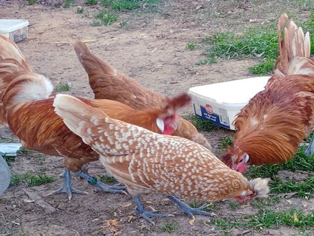 Яйце інкубаційне,курчата, Аппенцеллер срібло, золото, біле золото.