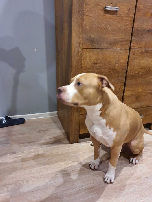 Zaginął pies Amstaff