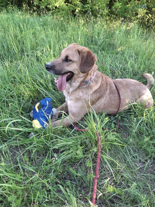 pies oddam do adopcji za darmo