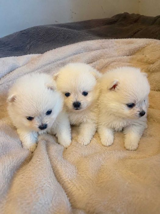 Szpic Pomeranian - zapraszam do rezerwacji.