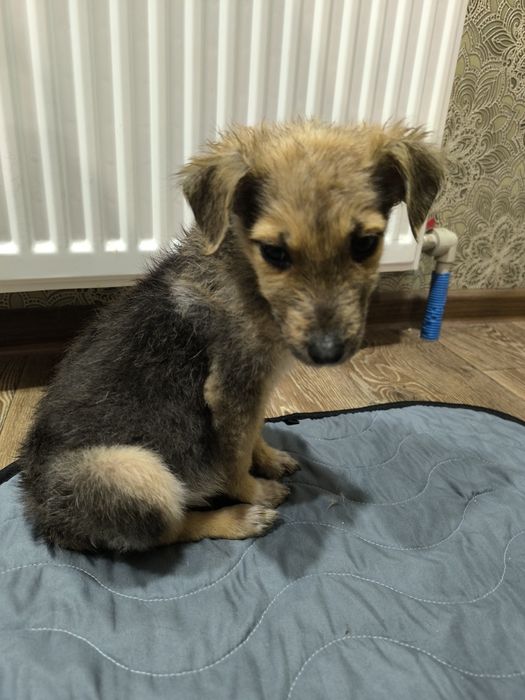 Віддамо щенят в хороші руки. Безкоштовно