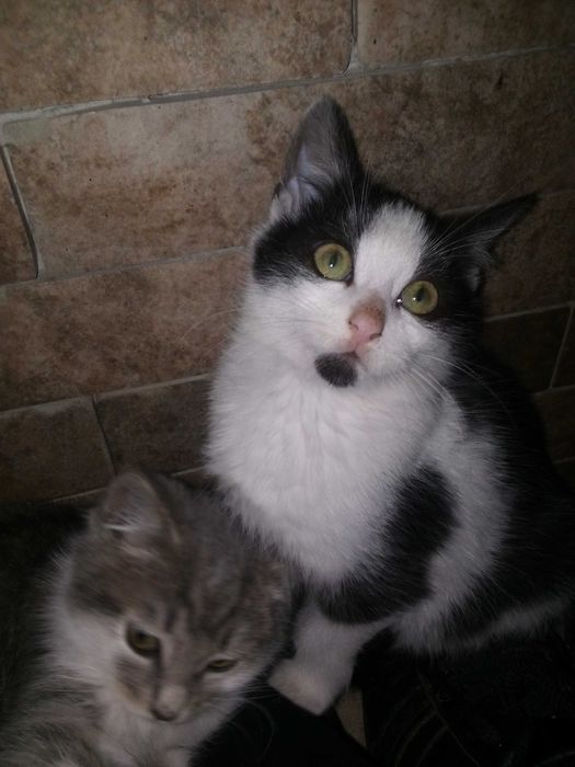 Кошенята-хлопенята в добрі руки