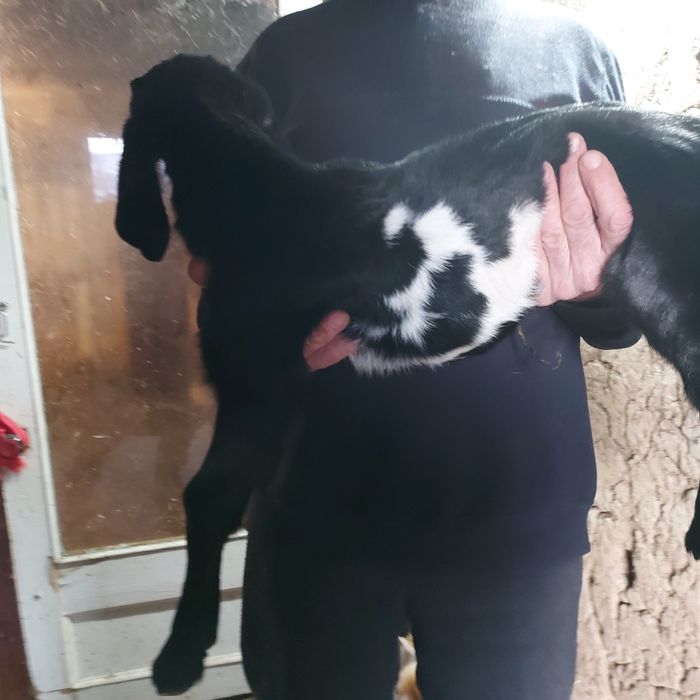 Козлята нубийские и заано - нубийскиее