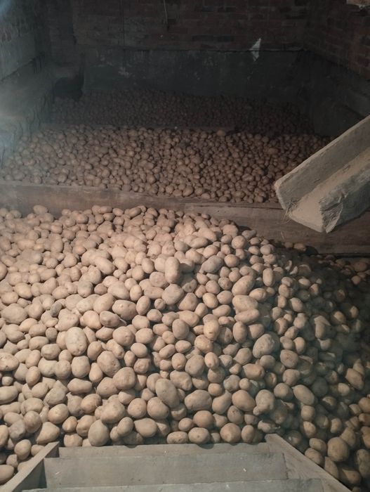 Ziemniaki Czerwone Bella Rosa i żółte Quinn Anna