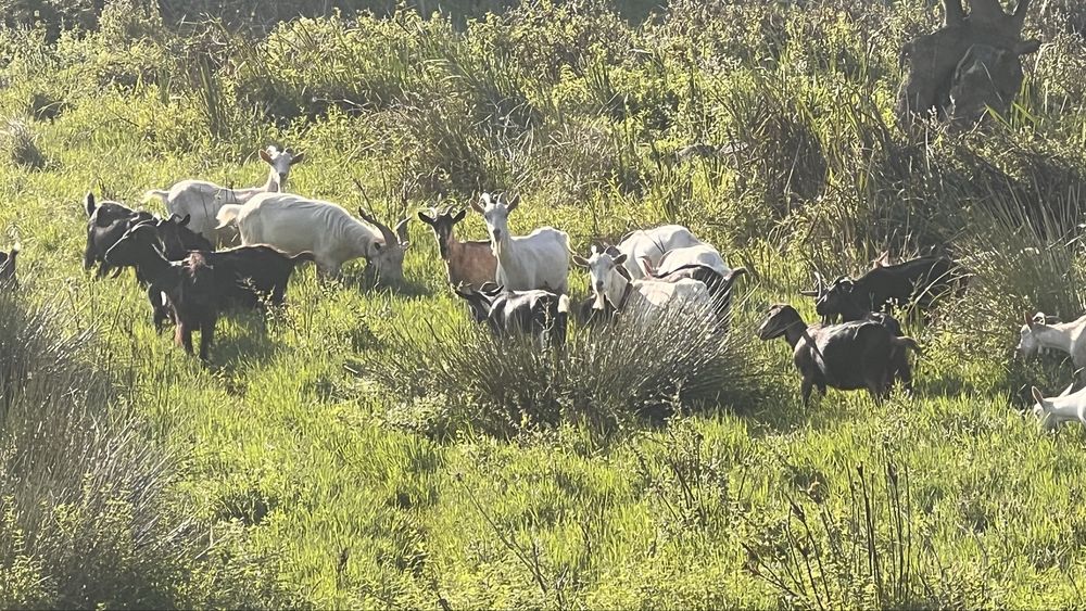 Rebanho - cabras, bodes, cabritas e cabritos