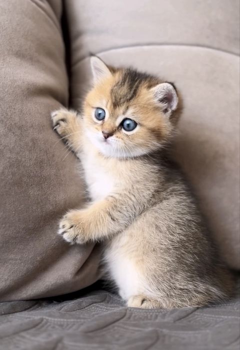 Кукольний шотландський хлопчик