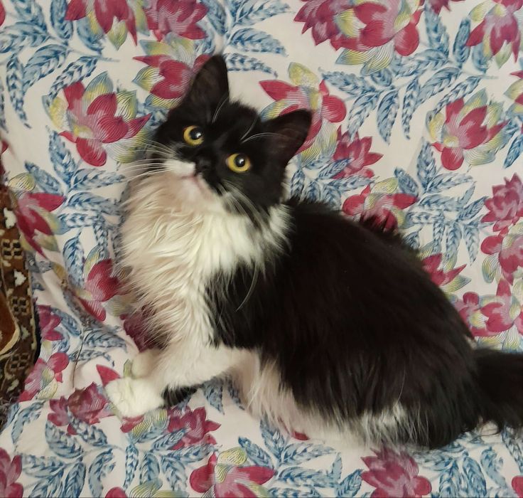 Пушистая котёнок девочка ищет дом! Котята в хорошие руки!