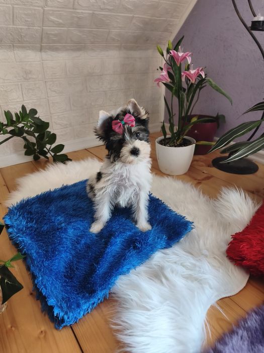 Yorkshire terrier biewier śliczna sunia