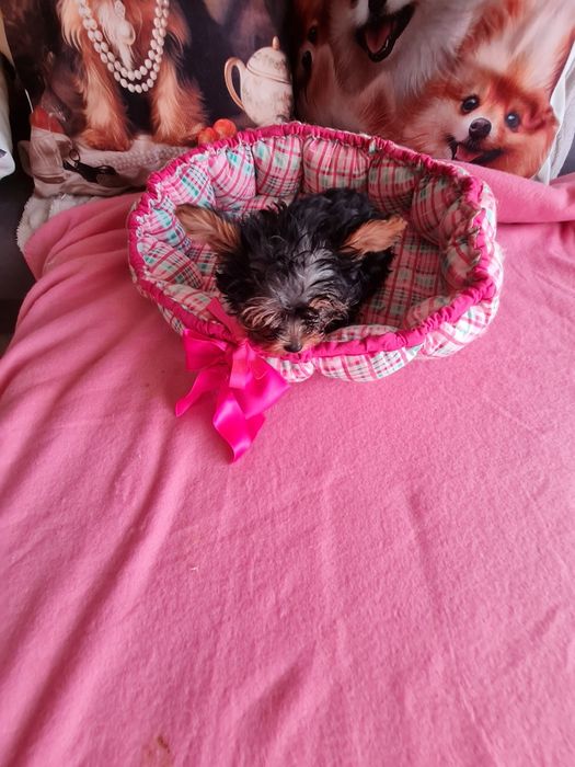 Yorkshire mini minisuper top