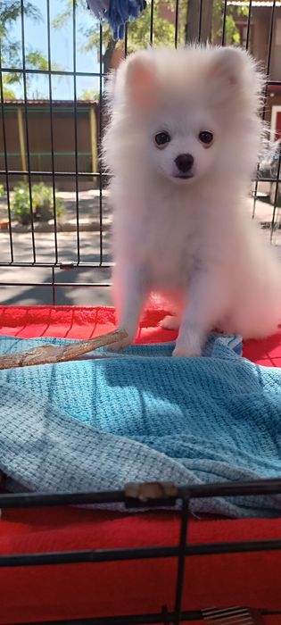 Померанський шпіц