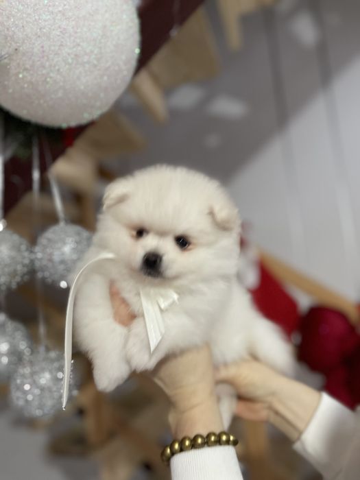 Померанські шпіци  від серця до серця