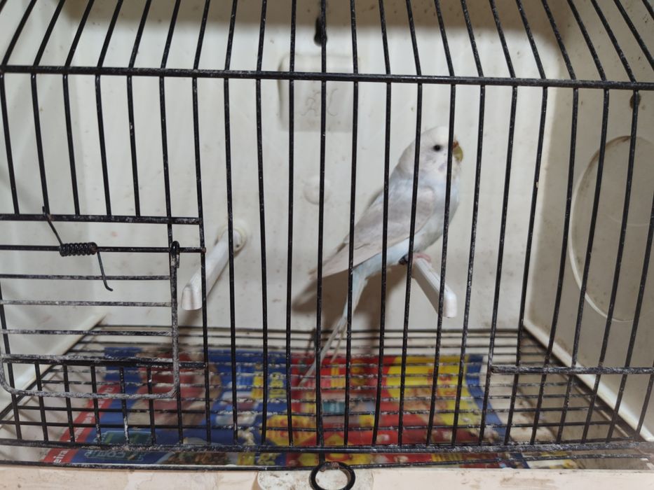 Vários periquitos para venda