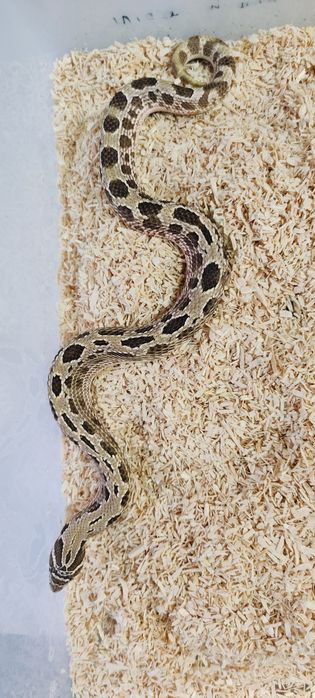 Heterodon zachodni samiec anaconda, conda