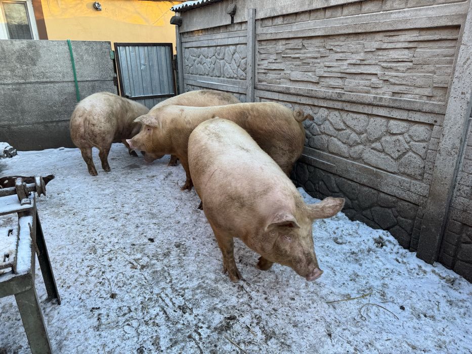 Продамо свинки вагою 180+