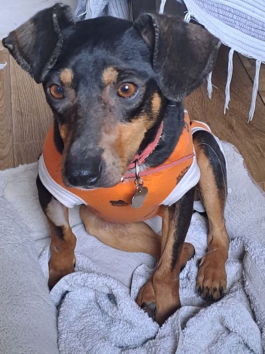 Suczka Tolka.po sterylizacji