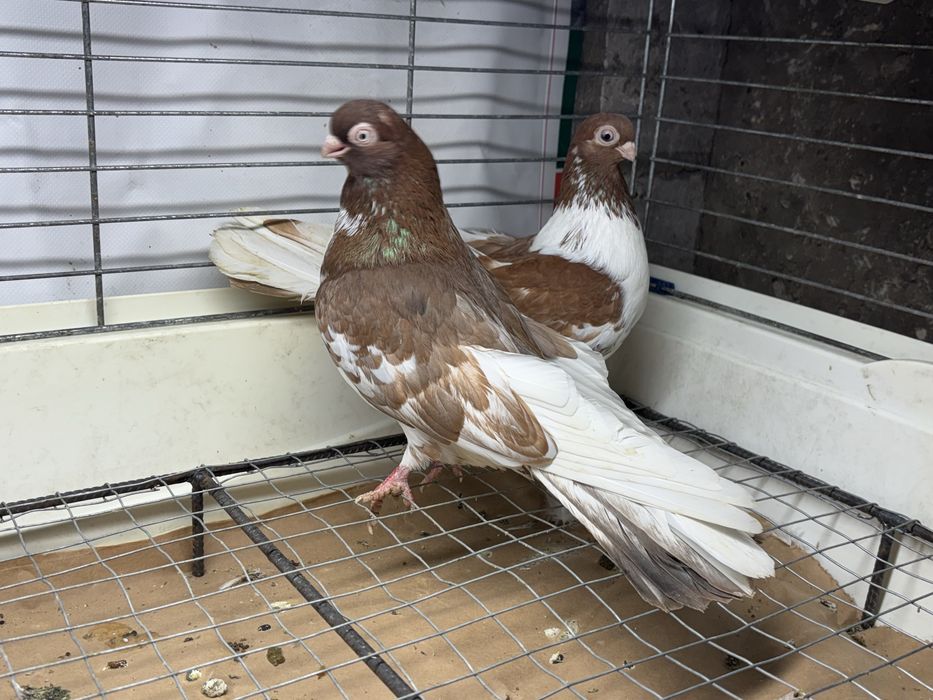 Gołębie zamojskie krótkodzioby