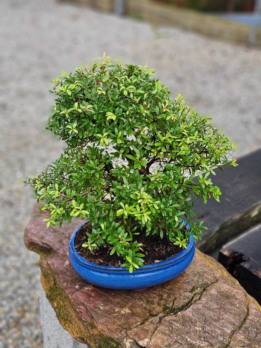 Bonsai zyzygium 20 anos