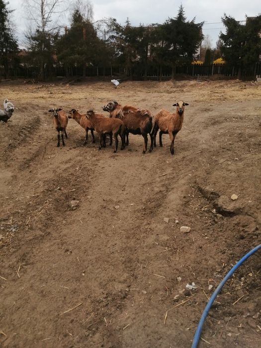 Sprzedam owce kamerunskie