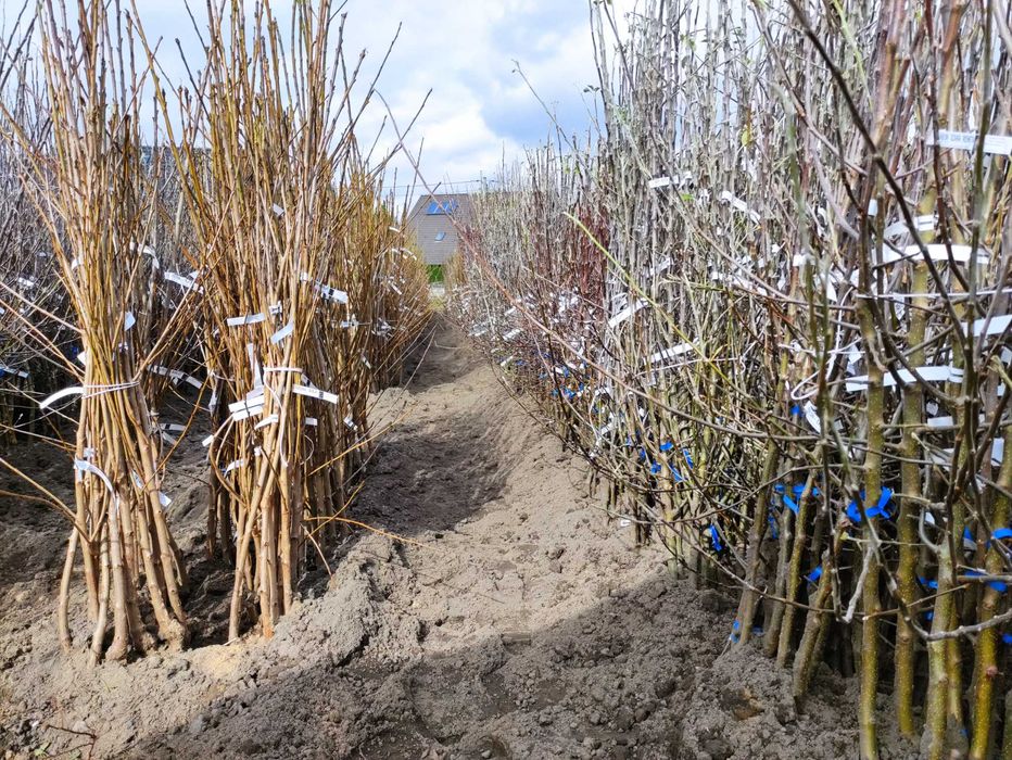 Drzewka owocowe wszystkie gatunki