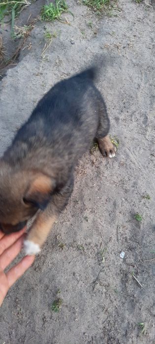 Цуценята безкоштовно