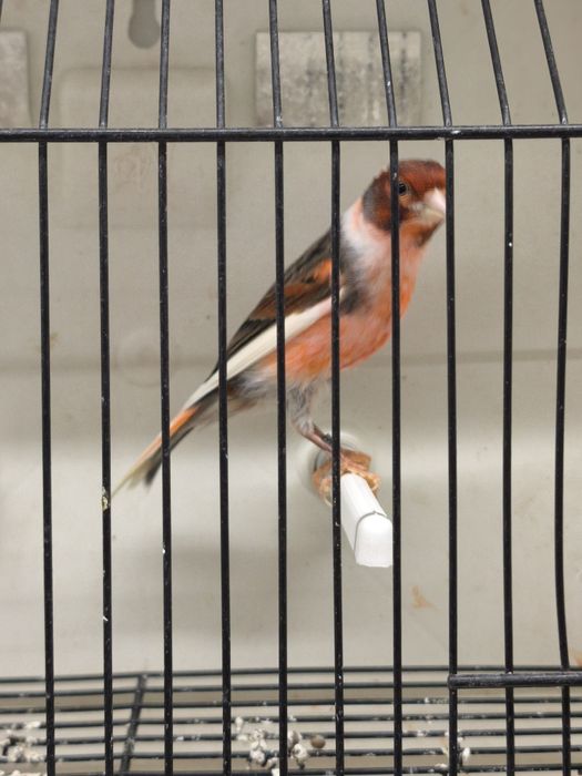 Canários arlequim português