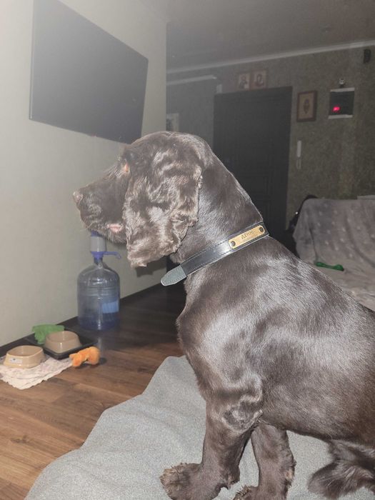 Кокер спаніель, вязка, кобель