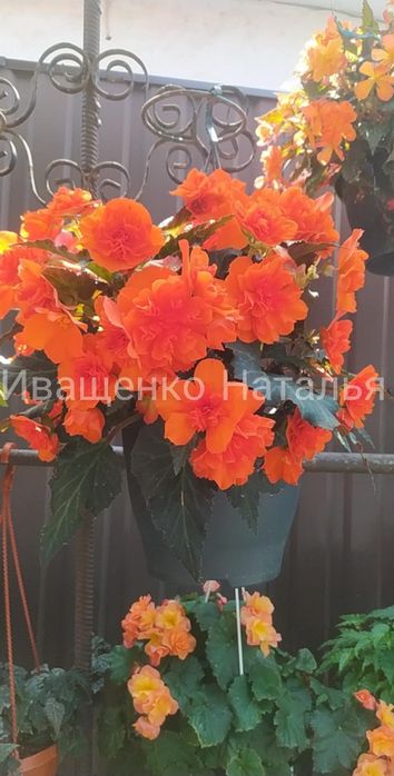 Бегония ампельная