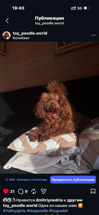 Pomapoo Teddy chiński