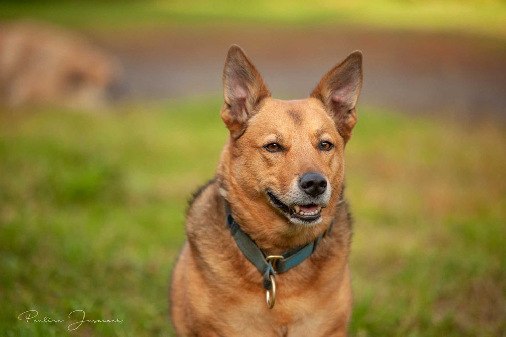 Mały, uśmiechnięty Stevie bardzo chciałby mieć swój dom!