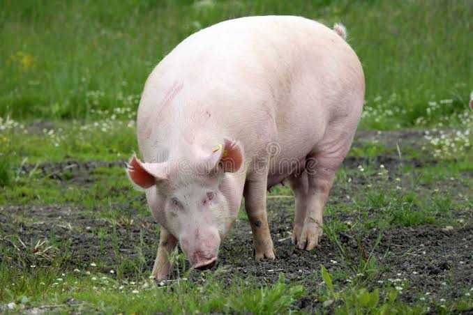 Porco pronto a comer