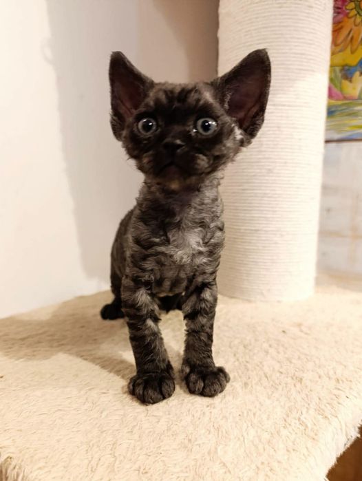 Kocurek Devon Rex DESMODUS