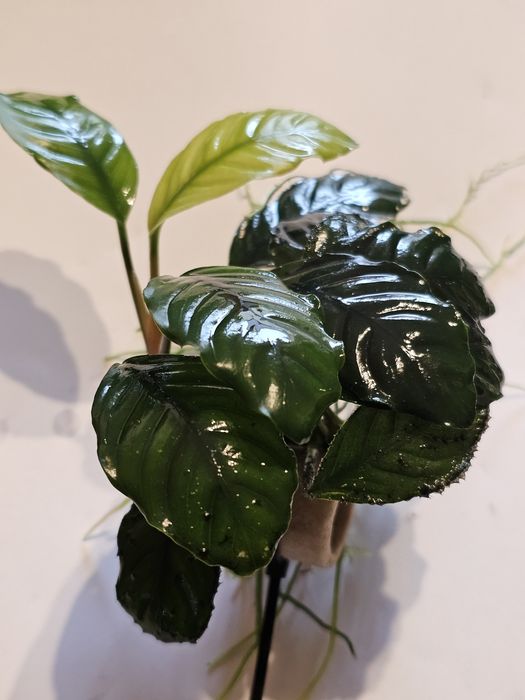 Anubias hastifolia