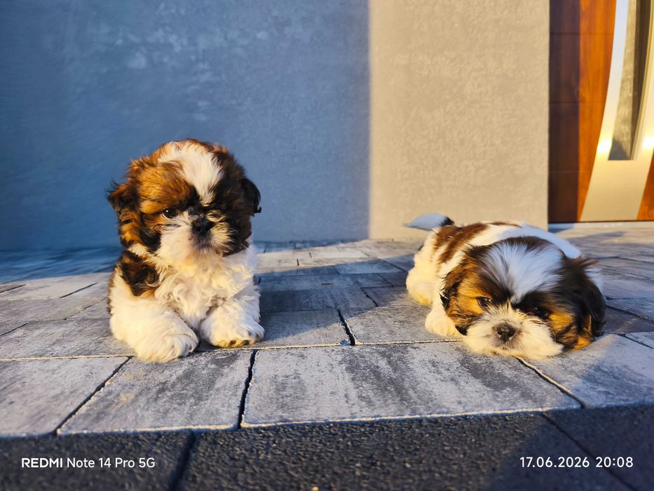 Shih Tzu szczeniak