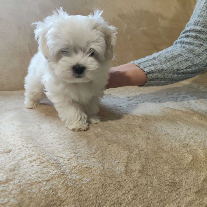 MALTAŃCZYK maltańczyk szczeniak piesek ZKwP (FCI)